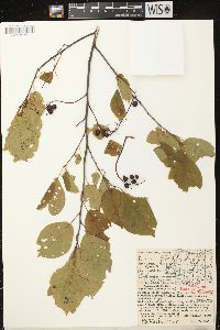 Prunus virginiana var. virginiana image