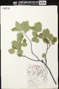 Prunus virginiana var. virginiana image