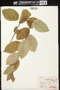 Prunus virginiana var. virginiana image