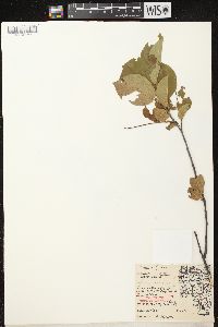 Prunus virginiana var. virginiana image