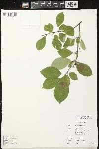 Prunus virginiana var. virginiana image