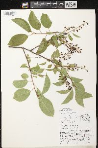 Prunus virginiana var. virginiana image