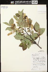 Prunus virginiana var. virginiana image