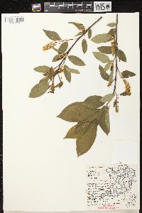 Prunus virginiana var. virginiana image