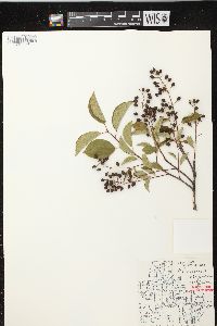 Prunus virginiana var. virginiana image