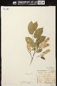 Prunus virginiana var. virginiana image