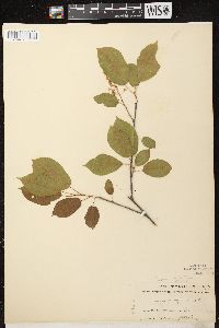 Prunus virginiana var. virginiana image