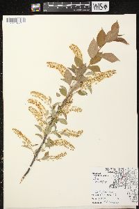 Prunus virginiana var. virginiana image