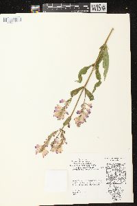 Physostegia virginiana image