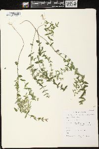 Scutellaria parvula image