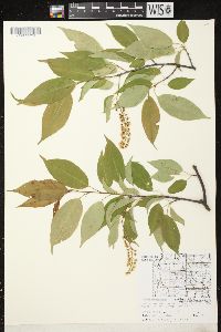 Prunus serotina var. serotina image