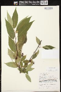 Prunus serotina var. serotina image