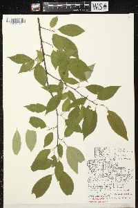 Prunus serotina var. serotina image