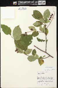 Prunus virginiana var. virginiana image