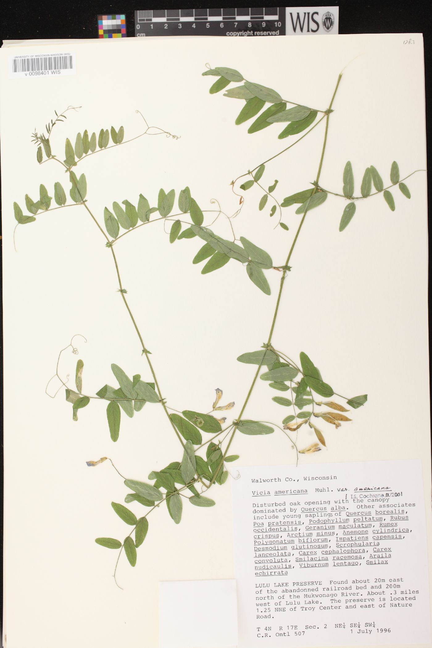 Vicia americana subsp. americana image