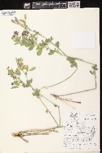 Medicago sativa subsp. sativa image