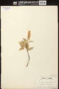 Prunus virginiana var. virginiana image