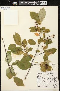 Prunus virginiana var. virginiana image