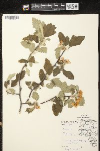 Malus ioensis var. ioensis image