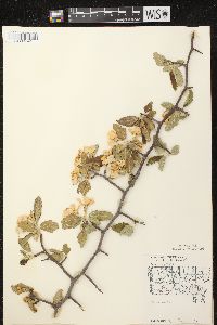 Malus ioensis var. ioensis image