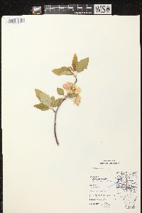 Malus ioensis var. ioensis image