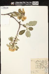 Malus pumila image