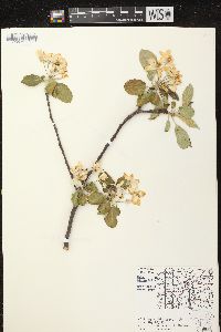 Malus pumila image