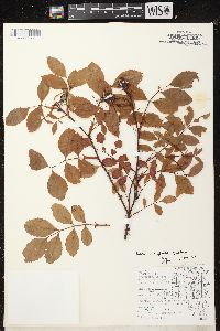 Rosa arkansana var. suffulta image