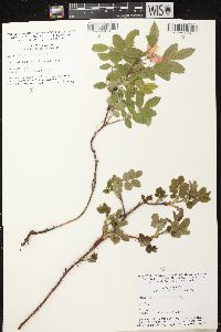 Rosa acicularis image