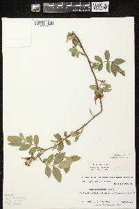 Rosa carolina subsp. carolina image