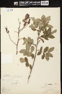 Rosa acicularis image