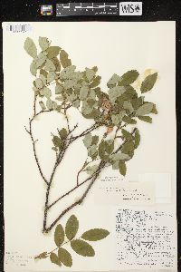 Rosa acicularis image