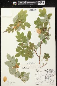 Rosa acicularis image