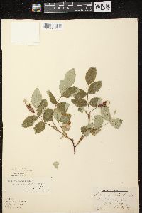 Rosa acicularis image