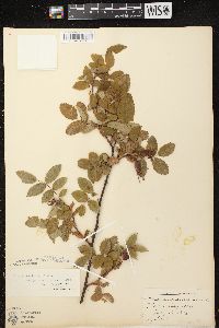 Rosa acicularis subsp. sayi image