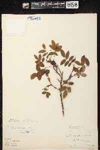 Rosa acicularis subsp. sayi image