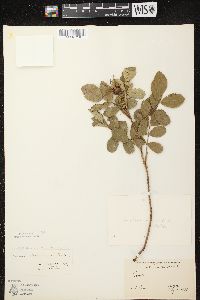 Rosa arkansana var. suffulta image