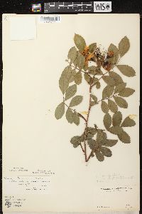 Rosa arkansana image