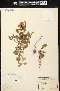 Rosa arkansana var. suffulta image