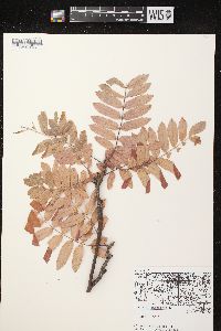 Sorbus aucuparia image