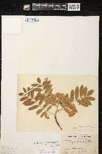 Sorbus aucuparia image