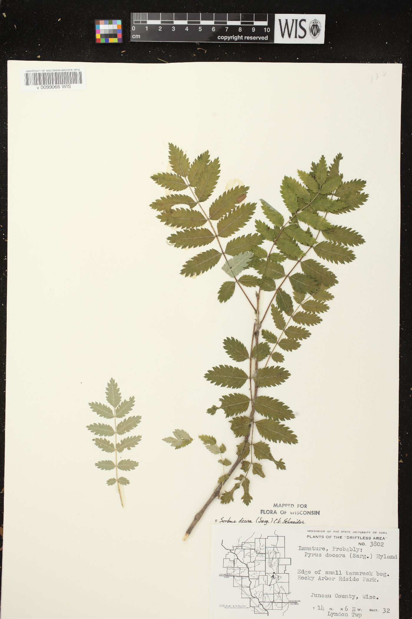 Sorbus decora image