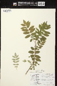 Sorbus decora image