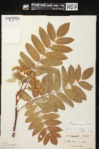 Sorbus decora image