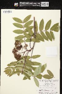 Sorbus decora image