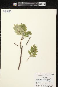 Sorbus decora image