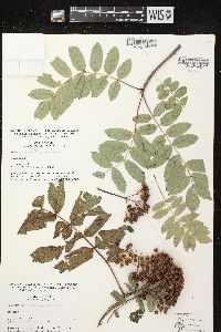 Sorbus decora image