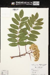 Sorbus decora image