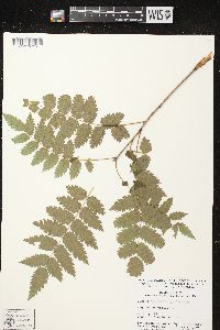 Sorbus decora image