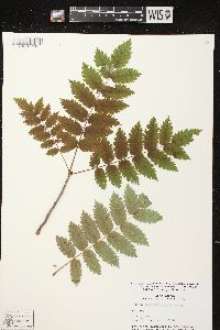 Sorbus decora image